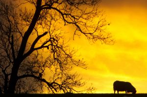 bolton abbey sunset feb 2012 sm-c31.jpg